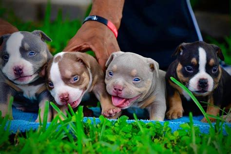 SheShed Bully Camp. . Bullies for sale